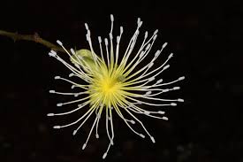 Image result for Capparaceae