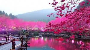 Here are 10 new and most recent cherry blossom wallpapers hd for desktop computer with full hd 1080p (1920 × 1080). Best Cherry Blossom Background Wallpapersfreecreativ Cherry Blossom Wallpaper Desktop 1920x1080 Wallpaper Teahub Io