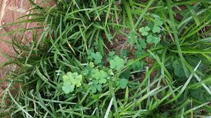It operates with the clover leaves, but your grass doesn't have to be soaked. Oxalis Control Home Garden Information Center