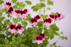 Image result for Pelargonium