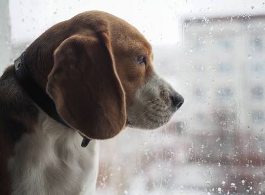 Seasonal Affective Disorder in Dogs | YuMOVE