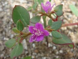 Image result for Trianthema