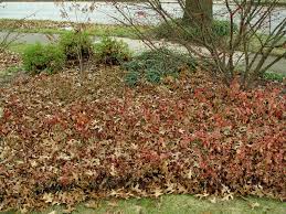 The law typically considers leaves a. Those Falling Leaves Love Em But Leave Em Pennlive Com