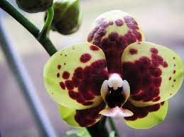 Phalaenopsis H080302 Flickr Photo Sharing