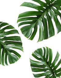 Introducing green tropical plant print, perfect to delight any room or office. Tropical Leaf Printable Art Monstera Leaves Tropical Etsy Tropische Blatter Pflanzenmalerei Blatter