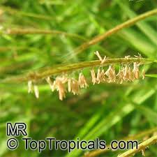 Image result for Pogonatherum paniceum