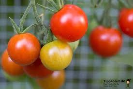 Beim sogenannten grünkragen an tomatenfrüchten färbt sich die tomate nicht vollständig in ihrem satten rot aus, da der reifeprozess durch äußere faktoren gestört wird. Tomaten Nachreifen Lassen So Werden Sie Rot Tippscout De Tippscout De
