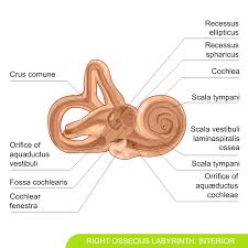 Image result for Cochlea
