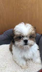 2.4 santa rosa shih tzu puppy. Ct Breeder We Have Tiny Imperial Shih Tzu Puppies At Ct Facebook