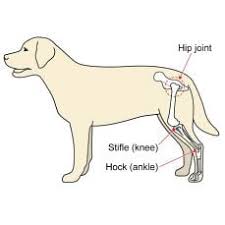 The foot bones shown in this diagram are the talus, navicular, cuneiform, cuboid, metatarsals and calcaneus. Conditions Why A Dog Would Needs A Knee Brace Handicapped Pets