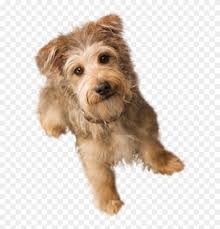Dog on a transparent background file format: Dog Doll Png Small Dog Transparent Background Clipart 2688042 Pikpng