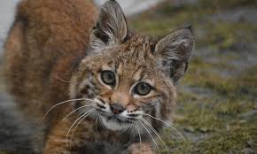 A north american wild cat twice as big as the domesticated cat, bobcats are superb hunters, employing stealth and predatory techniques with infinite patience. Bobcats Paws