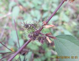 Image result for Triumfetta tomentosa