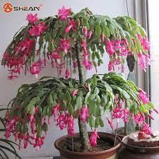 Christmas cactus are celebration essentials that you must opt for if you desire superior decoration during the holidays. Available Now Red And Pink Houseplant Christmas Cactus 2 X Plant Pack Cacti Succulents Ecog Garden Outdoors