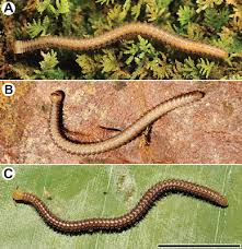 Image result for Memecylon rovumense