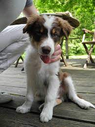 Please scroll down to find these dogs most probably came from the same gene pool anyway (even the australian kelpie which. Pin By Alexa Van Vliet On Cute Things Australian Shepherd Collie Puppies Smartest Dogs