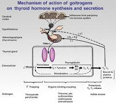 42 Mechanism Of Action Of Goitrogenic Chemicals On Thyroid