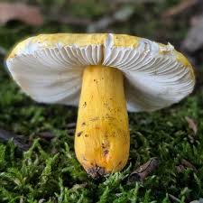Image result for Russula flavida