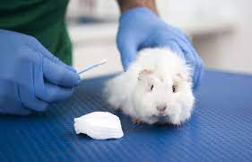 All these popular makeup brands test on animals! European Ban On Animal Testing For Cosmetics Upheld