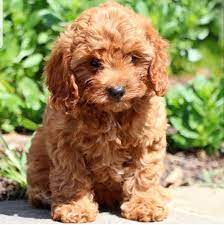 Maybe you would like to learn more about one of these? Cavapoo Puppies Ohio Cavapoo Puppies For Sale In Usa Facebook
