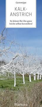 Dieser anstrich hat die funktion den baum vor den extremen witterungsunbilden des winters und des kommenden frühjahres zu schützen. Kalkanstrich Fur Baume Obstbaume Plantura Kalkanstrich Garten Gartentipps