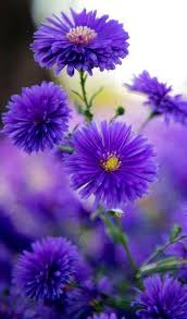 Download the perfect lavender pictures. 620 Purple Flowers Ideas Purple Flowers Flowers Beautiful Flowers