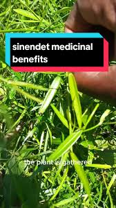 Image result for Periploca linearifolia