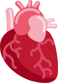 Anatomical heart svg ,png ,dxf ,eps, pdf,digital download. Anatomical Heart Emoji Download For Free Iconduck