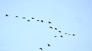 I have been posting my photos on panoramio which. Group Of Migrating Common Cranes Stock Footage Video 100 Royalty Free 8117740 Shutterstock