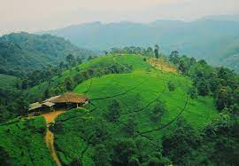 Tapi jangan langsung menyerah dan duduk santai di warung dong. Nomor Hp Pengelola Kebun Teh Cipasung Majalengka Kebun Teh Knpi Cipasung Majalengka Home Facebook Cukup Luas Untuk Dijadikan Sebagai Tempat Refreshing Anda Bersama Keluarga Deena Bitter