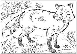 The fox coloring pages, presented here are perfect for beginners as well as intermediates. Fox Colouring Page Fox Coloring Page Coloring Pages Animal Coloring Pages