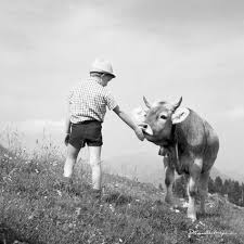 Maybe you would like to learn more about one of these? 14 Kuhe Ideen Kuhe Historische Bilder Tiere