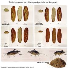 Pain A La Farine De Criquet Boulangerienet