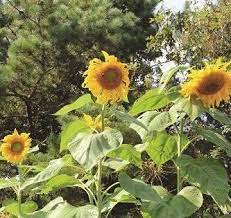 Sunflower Seeds Mammoth Grey Stripe Mammoth Sunflower Giant Sunflower Sunflower