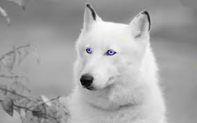 My Favourite Dog With A Lovely Eyes When It Is Brown And White Colour Its Eyes Will Normally Be One Blue And The Second Gr White Husky White Husky Dog Husky