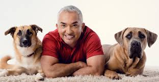 Cesar® dog food is my fellow foodie. Cesar Millan Net Worth 2021 Age Height Weight Wife Kids Bio Wiki Wealthy Persons