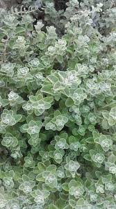 زعتر أخضر Plants Herbs