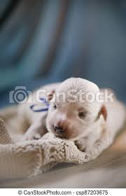 Sweet, lovely and adorable golden retriver family! Newborn Golden Retriever Puppy Tender Photo Of A Dog Pet At Home Newborn Golden Retriever Puppy Tender Photo Of A Pup Canstock