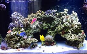 Aquascaping involves using basic principles of design and applying them to the aquarium. Aquascape Ideas Mixed Reef Aquascaping