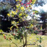 Image result for Ochna confusa