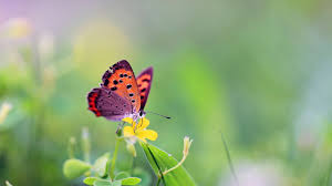 Kết quả hình ảnh cho bướm