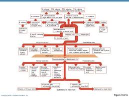 asthma flow charts elegant artery flow chart search anatomy