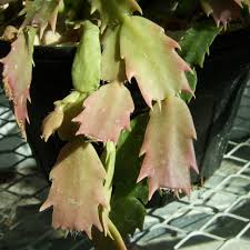 A cactus (plural cacti, cactuses, or less commonly, cactus) is a member of the plant family cactaceae, a family comprising about 127 genera with some 1750 known species of the order. Thanksgiving Cactus Biology Teaching Greenhouse