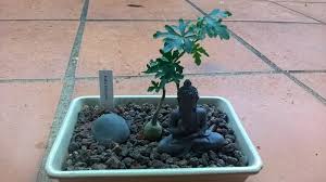 Image result for Kedrostis nana