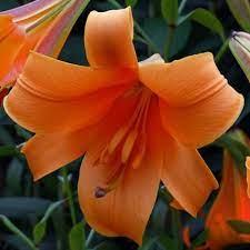 Lilium African Queen Group Lilium Longiflorum Hybrids Lily African Queen Bulb In 2020 Growing Lilies Planting Bulbs African Queen