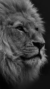 Black And White Lion Wallpaper Iphone Wallpaper Lion Black Lion Wallpaper Lion Wallpaper Iphone Lion Images