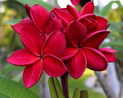Start plumeria from cuttings or seeds? Trothic Gardens Rare Plumeria Rubra Frangipani Siam Red Thai Variety 1 Healthy Live Plant Seed 1 Per Packet Buy Online In Austria At Desertcart At Productid 138830059