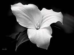 Or maybe you would like to apply a fresh and vibrant look to your spring photos. Amazon Com Black And White Trillium Flower Photo Print Fine Art Flower Photography Elegant Floral Wall Art Decor Handmade