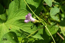 Image result for Ipomoea oenotherae