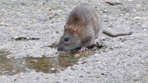 La maladie peut être transmise par les porcs, les oiseaux domestiques et sauvages, les visons, les chevaux et les animaux rats, souris, chiens. Maladie Du Rat Les Cas De Leptospirose Explosent Lci
